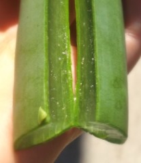 Aloe